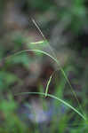 White edge sedge